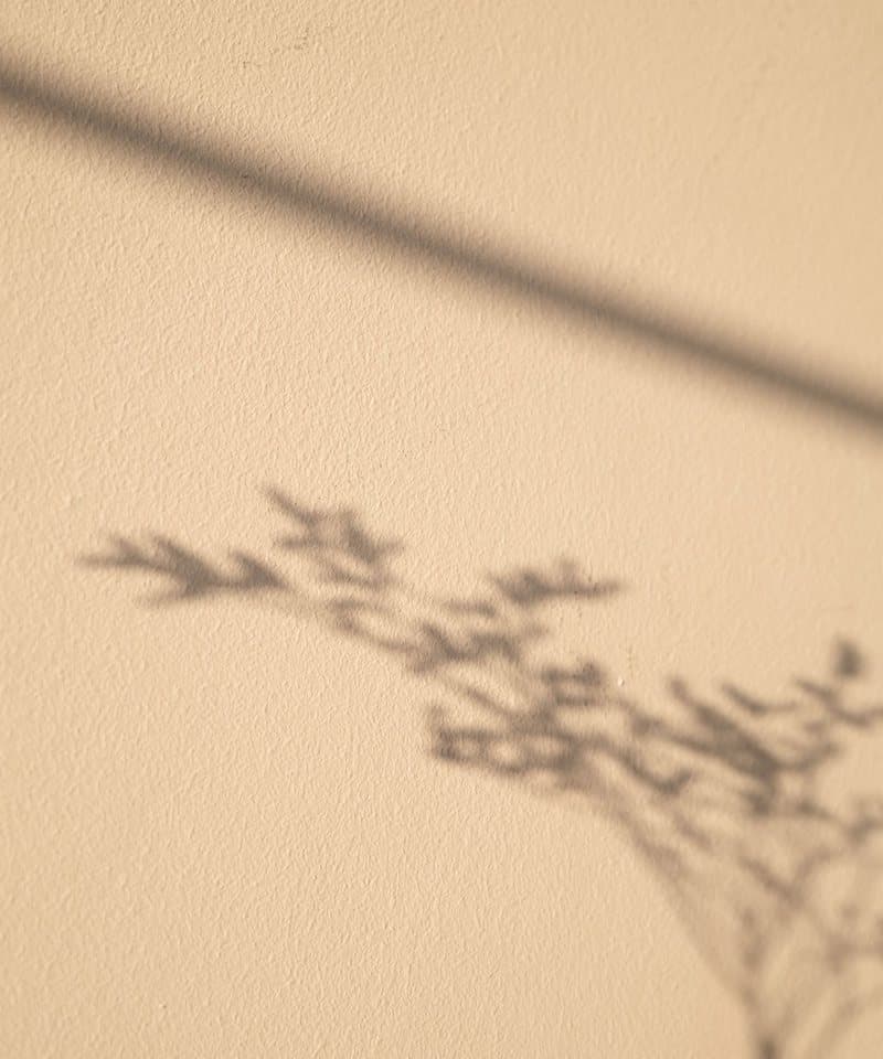 Ombre d’un feuillage projetée sur un mur clair